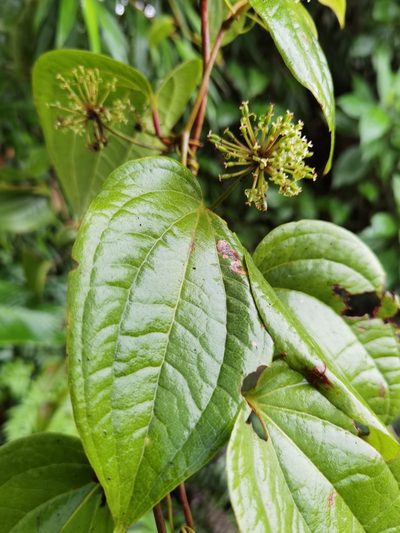 Smilax subpubescens, photographed by Eduardo Chacón Madrigal