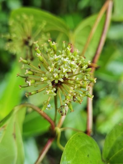 Smilax subpubescens, photographed by Eduardo Chacón Madrigal