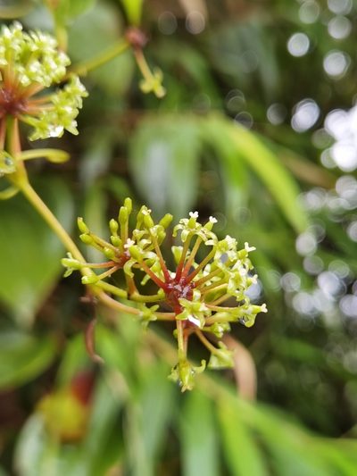 Smilax subpubescens, photographed by Eduardo Chacón Madrigal
