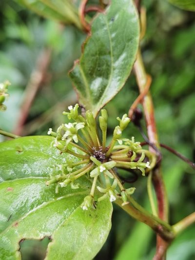 Smilax subpubescens, photographed by Eduardo Chacón Madrigal