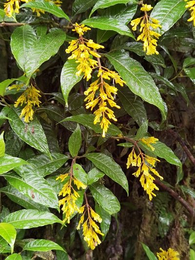 Palicourea lasiorrhachis, photographed by Eduardo Chacón Madrigal