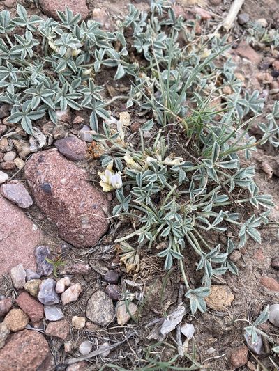 Trifolium gymnocarpon, photographed by Matt Berger