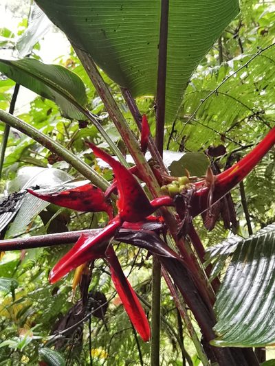 Heliconia secunda, photographed by Eduardo Chacón Madrigal
