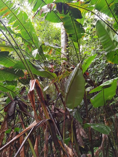 Heliconia secunda, photographed by Eduardo Chacón Madrigal