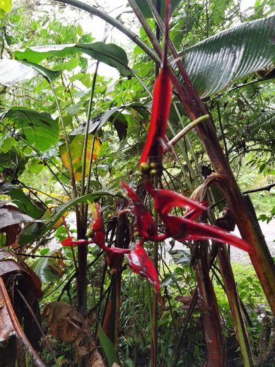 Heliconia secunda, photographed by Eduardo Chacón Madrigal