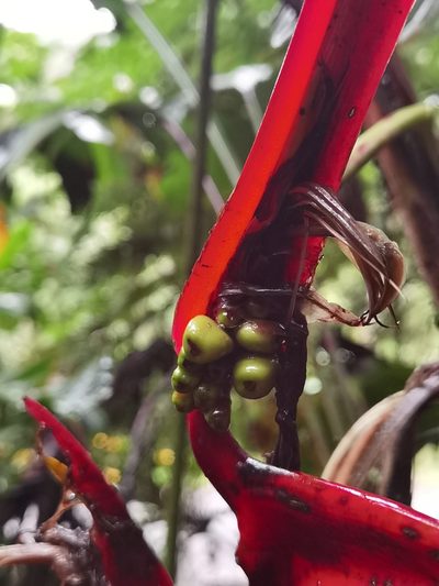 Heliconia secunda, photographed by Eduardo Chacón Madrigal