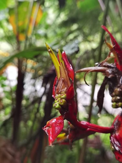 Heliconia secunda, photographed by Eduardo Chacón Madrigal