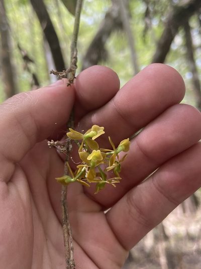 Epidendrum amphistomum, photographed by brycelee