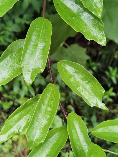 Passiflora lancearia, photographed by Eduardo Chacón Madrigal