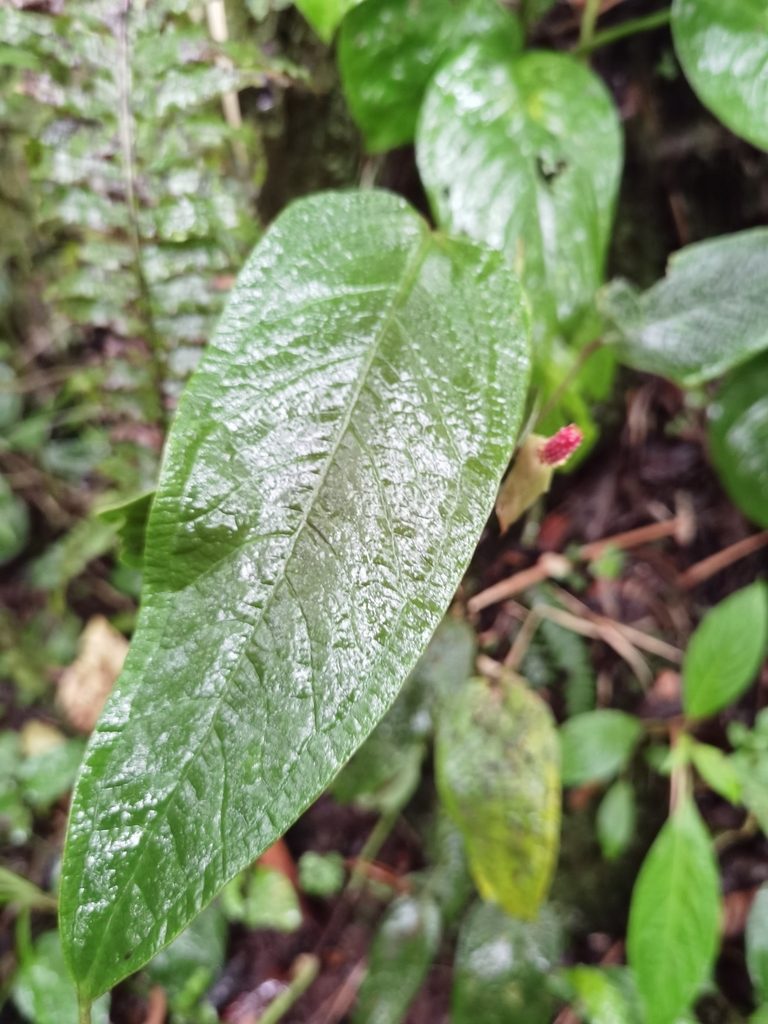Anthurium microspadix, photographed by Eduardo Chacón Madrigal