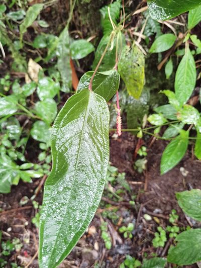 Anthurium microspadix, photographed by Eduardo Chacón Madrigal