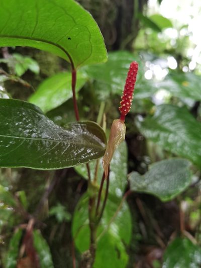Anthurium microspadix, photographed by Eduardo Chacón Madrigal