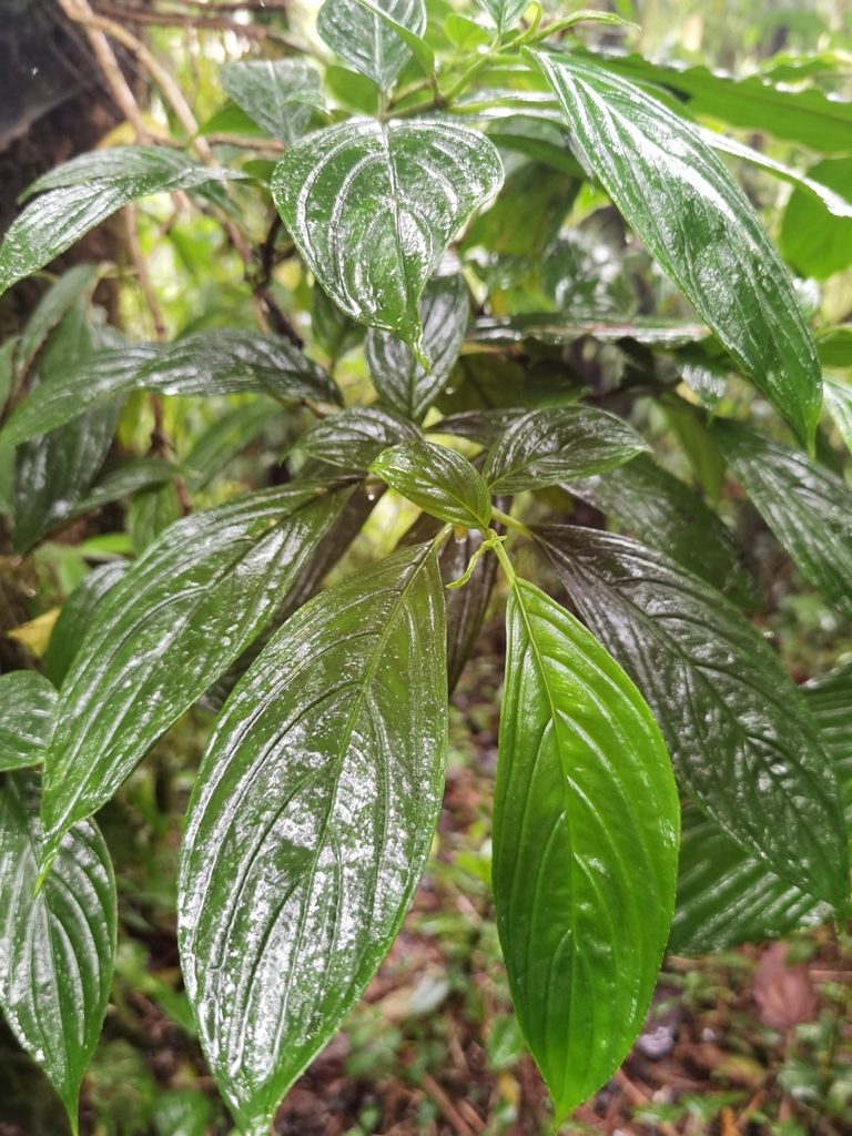 Glossoloma pycnosuzygium, photographed by Eduardo Chacón Madrigal