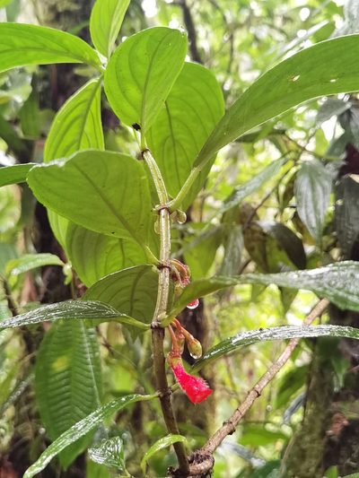 Glossoloma pycnosuzygium, photographed by Eduardo Chacón Madrigal