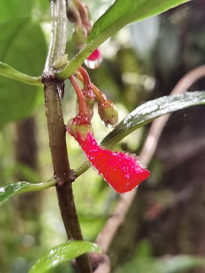 Glossoloma pycnosuzygium, photographed by Eduardo Chacón Madrigal