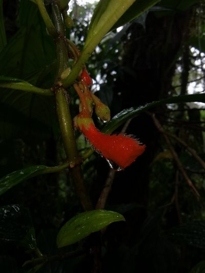 Glossoloma pycnosuzygium, photographed by Eduardo Chacón Madrigal