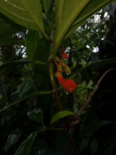 Glossoloma pycnosuzygium, photographed by Eduardo Chacón Madrigal