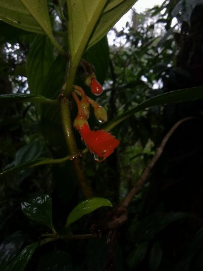 Glossoloma pycnosuzygium, photographed by Eduardo Chacón Madrigal
