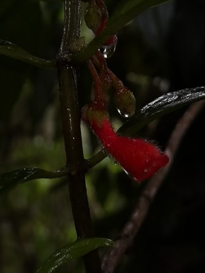Glossoloma pycnosuzygium, photographed by Eduardo Chacón Madrigal