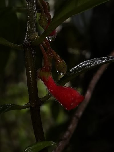 Glossoloma pycnosuzygium, photographed by Eduardo Chacón Madrigal