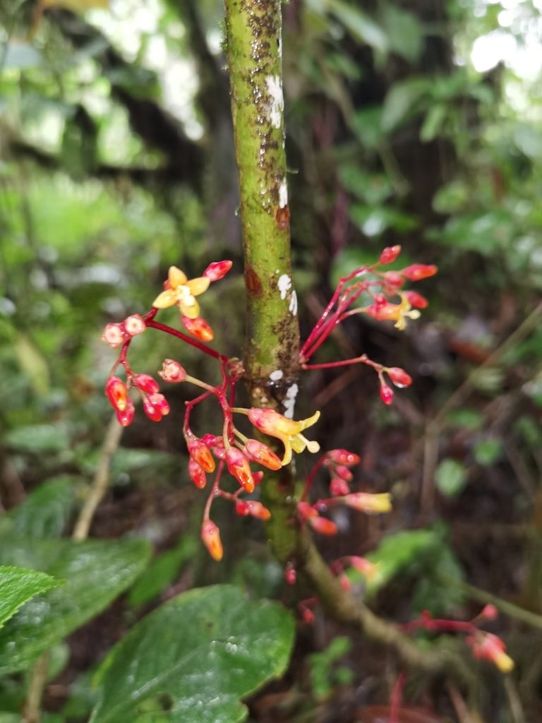 Hoffmannia pittieri, photographed by Eduardo Chacón Madrigal