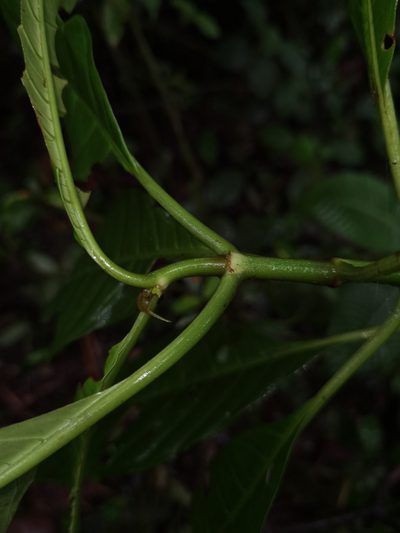 Hoffmannia pittieri, photographed by Eduardo Chacón Madrigal
