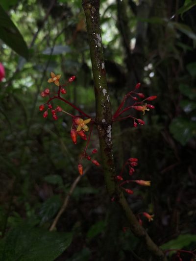 Hoffmannia pittieri, photographed by Eduardo Chacón Madrigal