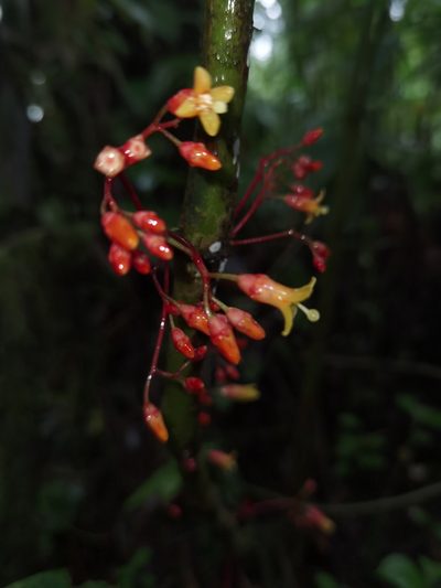Hoffmannia pittieri, photographed by Eduardo Chacón Madrigal