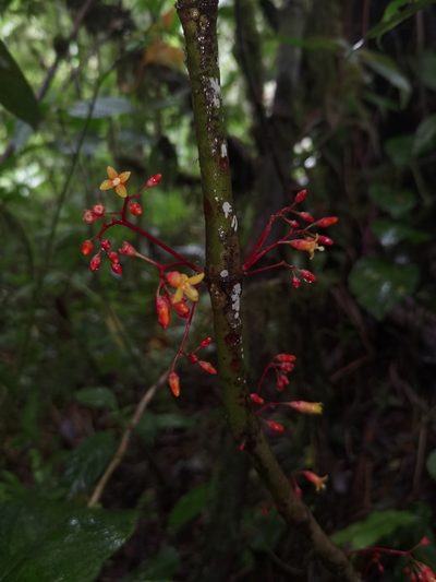 Hoffmannia pittieri, photographed by Eduardo Chacón Madrigal