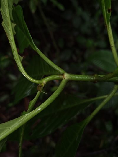 Hoffmannia pittieri, photographed by Eduardo Chacón Madrigal