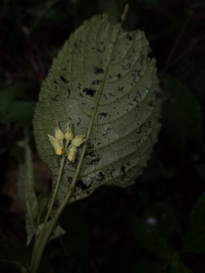 Gasteranthus wendlandianus, photographed by Eduardo Chacón Madrigal