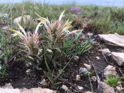 Castilleja sessiliflora, photographed by Cecelia Alexander