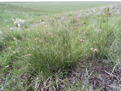 Carex filifolia, photographed by Cecelia Alexander
