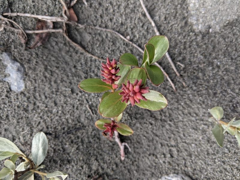 Salix setchelliana, photographed by Alexandria 'Alex' Wenninger