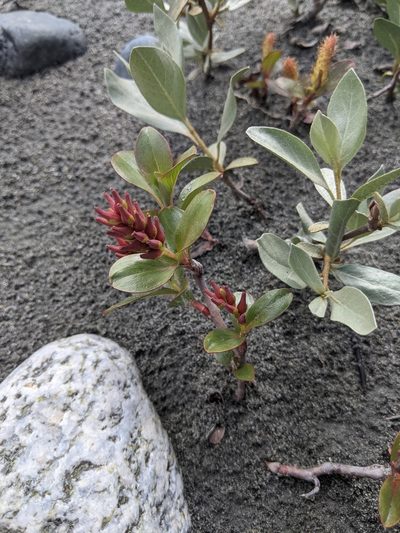 Salix setchelliana, photographed by Alexandria 'Alex' Wenninger