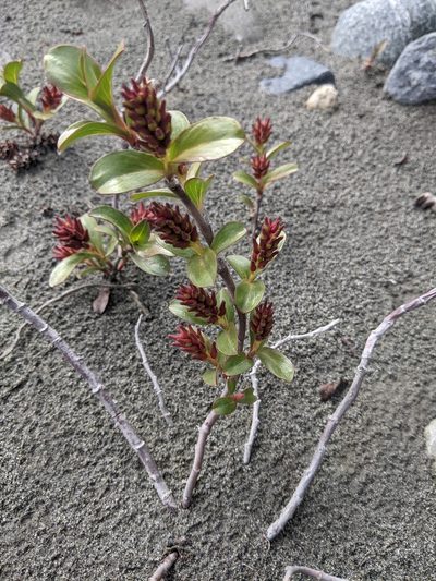 Salix setchelliana, photographed by Alexandria 'Alex' Wenninger