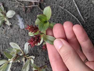Salix setchelliana, photographed by Alexandria 'Alex' Wenninger