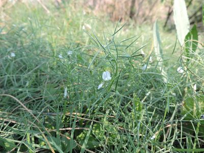 Vicia pampicola, photographed by Eduardo Luis Beltrocco