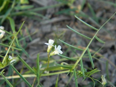 Vicia pampicola, photographed by Eduardo Luis Beltrocco