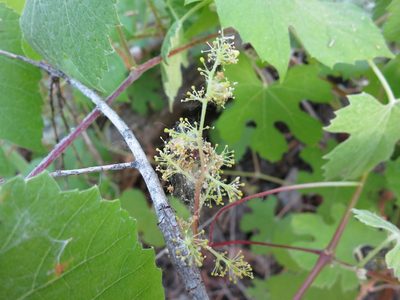 Vitis girdiana, photographed by Alby Penney