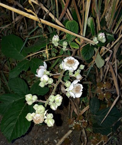 Rubus polyanthemus, photographed by Peter de Lange