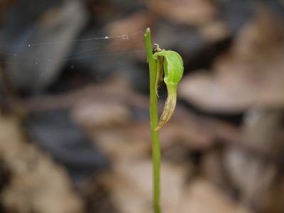 Nervilia concolor, photographed by Dinesh Valke