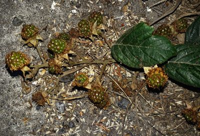 Rubus polyanthemus, photographed by Peter de Lange