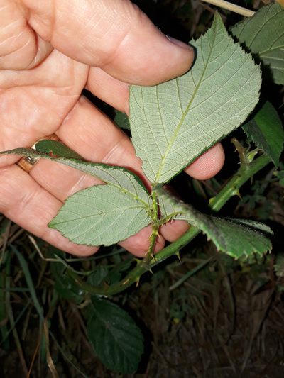 Rubus polyanthemus, photographed by Peter de Lange