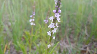 Verbena simplex, photographed by Ryan Sorrells