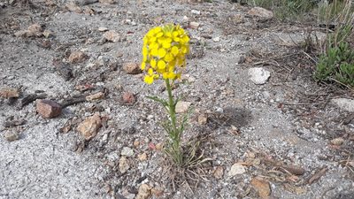 Erysimum asperum, photographed by rdclark86