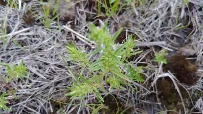 Hedeoma hispida, photographed by Ryan Sorrells
