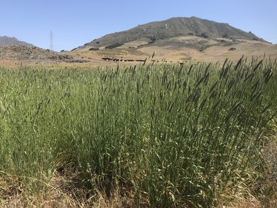 Phalaris aquatica, photographed by Adam J. Searcy