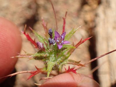 Navarretia atractyloides, photographed by George Williams