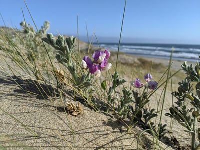 Lathyrus littoralis, photographed by Ken-ichi Ueda